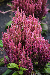 Bright Sparks Pink Celosia (Celosia plumosa 'Bright Sparks Pink') at Lakeshore Garden Centres