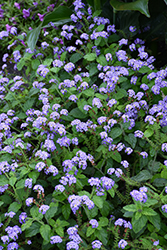 Augusta Lavender Heliotrope (Heliotropium arborescens 'WNHPAULAV') at Lakeshore Garden Centres