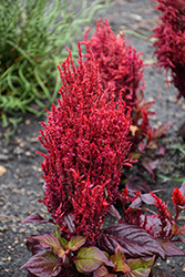 Bright Sparks Bright Red Bronze Leaf Celosia (Celosia plumosa 'Bright Sparks Bright Red Bronze Leaf') at Lakeshore Garden Centres