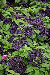Aromagica Purple Heliotrope (Heliotropium arborescens 'INHELAROPU') at Lakeshore Garden Centres