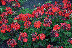 Savannah Bright Red Geranium (Pelargonium 'Savannah Bright Red') at Lakeshore Garden Centres