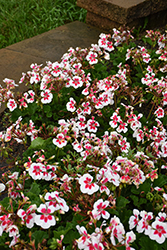 Mojo White Splash Geranium (Pelargonium 'Mojo White Splash') at Lakeshore Garden Centres