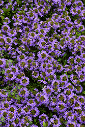 Whirlwind Blue Fan Flower (Scaevola aemula 'Whirlwind Blue') at Lakeshore Garden Centres