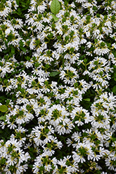 Whirlwind White Fan Flower (Scaevola aemula 'Whirlwind White') at Lakeshore Garden Centres