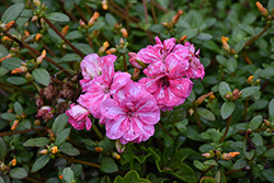Great Balls of Fire Burgundy Blaze Ivy Leaf Geranium (Pelargonium peltatum 'Great Balls Of Fire Salmon Bicolor') at Lakeshore Garden Centres