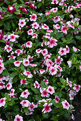 Nirvana XDR Blush Splash Vinca (Catharanthus roseus 'Nirvana XDR Blush Splash') at Lakeshore Garden Centres