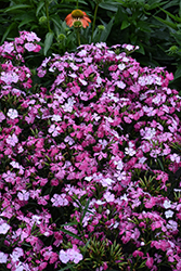 Jolt Pink Magic Pinks (Dianthus 'PAS1141435') at Lakeshore Garden Centres