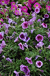 Capella Fuchsia Lace Petunia (Petunia 'Capella Fuchsia Lace') at Lakeshore Garden Centres