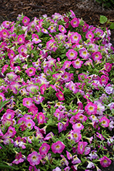 Capella Pink Morn Petunia (Petunia 'Capella Pink Morn') at Lakeshore Garden Centres