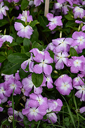 Nirvana XDR Blue Halo Vinca (Catharanthus roseus 'Nirvana XDR Blue Halo') at Lakeshore Garden Centres