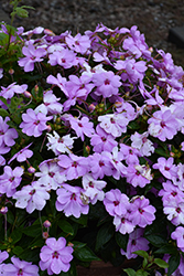 Solarscape XL Lilac Spark Impatiens (Impatiens 'PAS1498986') at Lakeshore Garden Centres