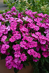 Solarscape XL Pink Jewel Impatiens (Impatiens 'PAS1498989') at Lakeshore Garden Centres