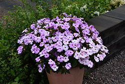 Solarscape XL Lilac Spark Impatiens (Impatiens 'PAS1498986') at Lakeshore Garden Centres