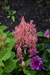 Bright Sparks Pink Celosia (Celosia plumosa 'Bright Sparks Pink') at Lakeshore Garden Centres