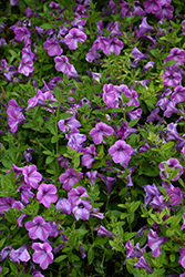 Dekko Pinwheel Purple Petunia (Petunia 'Dekko Pinwheel Purple') at Lakeshore Garden Centres