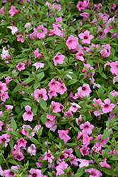 Dekko Maxx Pink Petunia (Petunia 'Dekko Maxx Pink') at Lakeshore Garden Centres