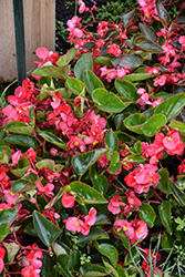 Viking Explorer Rose on Green Begonia (Begonia 'Viking Explorer Rose on Green') at Lakeshore Garden Centres