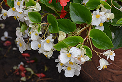 Hula White Begonia (Begonia 'PAS1350207') at Lakeshore Garden Centres