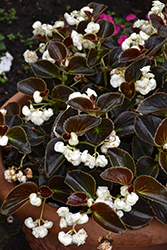 Birthday Bash Cream Puff Begonia (Begonia 'Birthday Bash Cream Puff') at Lakeshore Garden Centres