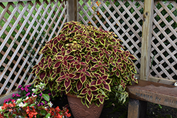 Premium Sun Crimson Gold Coleus (Solenostemon scutellarioides 'Crimson Gold') at Lakeshore Garden Centres