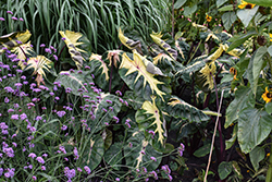 Royal Hawaiian Waikiki Elephant Ear (Colocasia esculenta 'Waikiki') at Lakeshore Garden Centres
