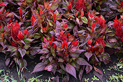 Burning Embers Celosia (Celosia plumosa 'Burning Embers') at Lakeshore Garden Centres