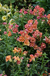 DoubleShot Orange Bicolor Snapdragon (Antirrhinum majus 'DoubleShot Orange Bicolor') at Lakeshore Garden Centres