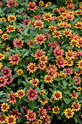 Profusion Red Yellow Bicolor Zinnia (Zinnia 'Profusion Red Yellow Bicolor') at Lakeshore Garden Centres