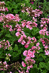 Big EEZE Pink Geranium (Pelargonium 'Big EEZE Pink') at Lakeshore Garden Centres