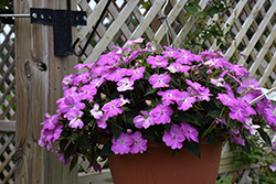 SunPatiens Compact Lavender Splash Impatiens (Impatiens 'SAKIMP069') at Lakeshore Garden Centres