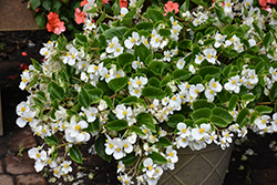 Hula White Begonia (Begonia 'PAS1350207') at Lakeshore Garden Centres