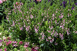 Angelface Wedgwood Pink Angelonia (Angelonia angustifolia 'ANGAF19278') at Lakeshore Garden Centres