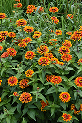 Zowie Yellow Flame Zinnia (Zinnia 'Zowie Yellow Flame') at Lakeshore Garden Centres