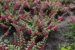 AngelFlare Cranberry Angelonia (Angelonia angustifolia 'Balangflran') at Lakeshore Garden Centres