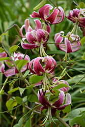 Black Beauty Lily (Lilium 'Black Beauty') at Lakeshore Garden Centres