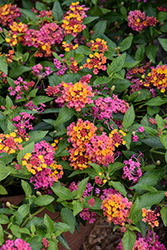 PassionFruit Lantana (Lantana 'Ballanpaf') at Lakeshore Garden Centres