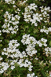 Empress Sun Kiss White Verbena (Verbena 'Empress Sun Kiss White') at Lakeshore Garden Centres