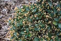 Orange Twist Brush Cherry (Eugenia myrtifolia 'Orange Twist') at Lakeshore Garden Centres