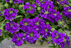 Empress Sun Kiss Blue Verbena (Verbena 'Empress Sun Kiss Blue') at Lakeshore Garden Centres
