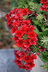 Empress Sun Kiss Red Verbena (Verbena 'Empress Sun Kiss Red') at Lakeshore Garden Centres