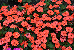 SunPatiens Vigorous Orange New Guinea Impatiens (Impatiens 'SAKIMP056') at Lakeshore Garden Centres