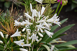 Double Diamond Agapanthus (Agapanthus 'RFDD') at Lakeshore Garden Centres