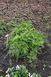 Asparagus Fern (Asparagus plumosus) at Lakeshore Garden Centres