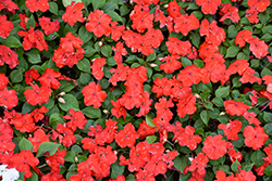 Beacon Bright Red Impatiens (Impatiens walleriana 'PAS1413665') at Lakeshore Garden Centres