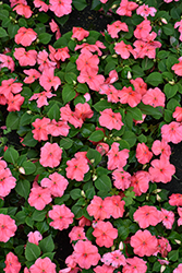 Beacon Coral Impatiens (Impatiens walleriana 'PAS1413664') at Lakeshore Garden Centres