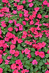 Beacon Lipstick Impatiens (Impatiens walleriana 'PAS1587589') at Lakeshore Garden Centres