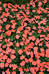 Beacon Salmon Impatiens (Impatiens walleriana 'PAS1357835') at Lakeshore Garden Centres