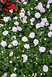 Rockapulco Appleblossom Impatiens (Impatiens 'BALFIEPLOS') at Lakeshore Garden Centres