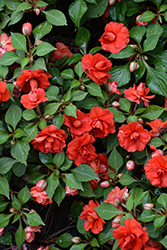 Rockapulco Red Impatiens (Impatiens 'BALFIESALED') at Lakeshore Garden Centres