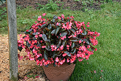 Dragon Wing Pink Bronze Leaf Begonia (Begonia 'PAS1484338') at Lakeshore Garden Centres